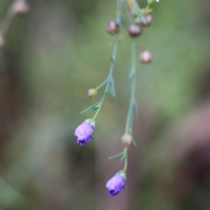 Linum marginale at Albury, NSW - 29 May 2022 10:07 AM