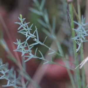 Linum marginale at Albury, NSW - 29 May 2022 10:07 AM