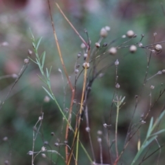 Linum marginale at Albury, NSW - 29 May 2022 10:07 AM