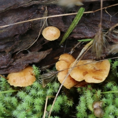 Unidentified Cap on a stem; gills below cap [mushrooms or mushroom-like] at Albury, NSW - 29 May 2022 by KylieWaldon