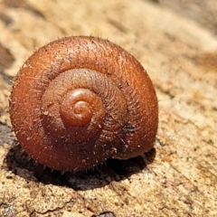 Austrochloritis congarinni at Nambucca Heads, NSW - 29 May 2022 by trevorpreston