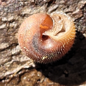 Austrochloritis congarinni at suppressed - suppressed
