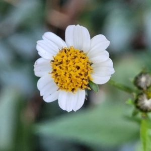 Bidens pilosa at Nambucca Heads, NSW - 29 May 2022