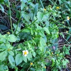 Bidens pilosa at Nambucca Heads, NSW - 29 May 2022 01:46 PM