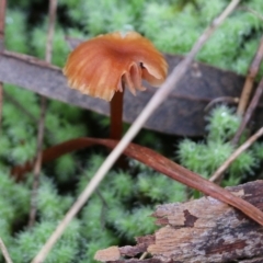 Laccaria sp. (Laccaria) at Albury, NSW - 29 May 2022 by KylieWaldon