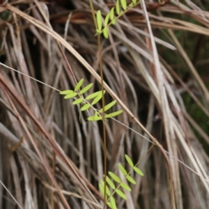 Vicia sp. at Albury, NSW - 29 May 2022 10:12 AM