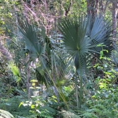 Livistona australis (Australian Cabbage Palm) at Nambucca Heads, NSW - 29 May 2022 by trevorpreston