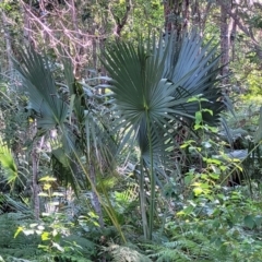 Livistona australis at Nambucca Heads, NSW - suppressed