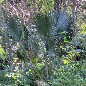 Livistona australis at Nambucca Heads, NSW - suppressed