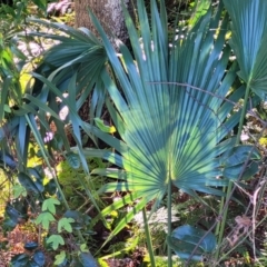 Livistona australis at Nambucca Heads, NSW - suppressed