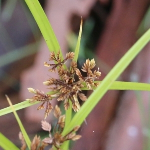 Alticini (tribe) at Albury, NSW - 29 May 2022