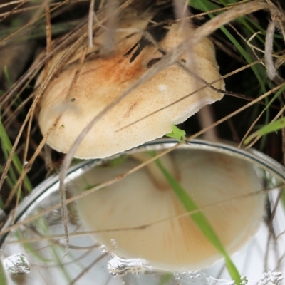 Unidentified Cap on a stem; gills below cap [mushrooms or mushroom-like] at Albury, NSW - 29 May 2022 by KylieWaldon