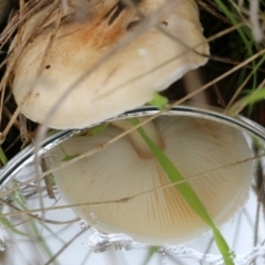 Lepiota s.l. at Albury, NSW - 29 May 2022 10:14 AM
