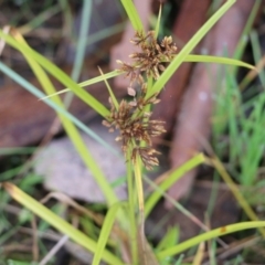 Cyperus eragrostis (Umbrella Sedge) at Nail Can Hill - 29 May 2022 by KylieWaldon