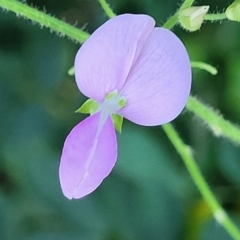 Desmodium uncinatum (Silver Leaf Desmodium, Velcro Weed) at Nambucca Heads, NSW - 29 May 2022 by trevorpreston