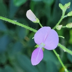 Desmodium uncinatum at Nambucca Heads, NSW - 29 May 2022