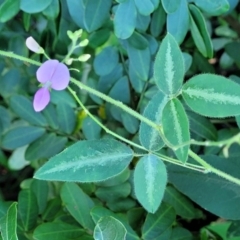 Desmodium uncinatum at Nambucca Heads, NSW - 29 May 2022