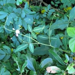 Desmodium uncinatum at Nambucca Heads, NSW - 29 May 2022 01:42 PM