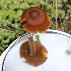 Unverified Cap on a stem; gills below cap [mushrooms or mushroom-like] at Albury, NSW - 29 May 2022 by KylieWaldon