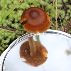 Unidentified Cap on a stem; gills below cap [mushrooms or mushroom-like] at Nail Can Hill - 29 May 2022 by KylieWaldon