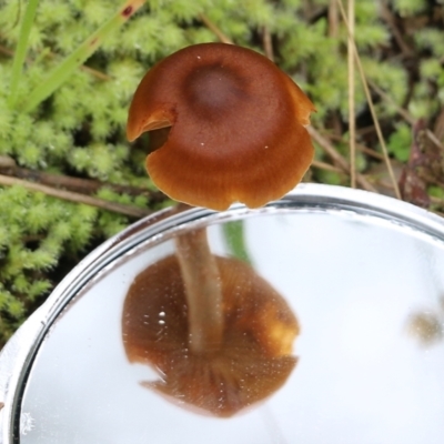 Unidentified Cap on a stem; gills below cap [mushrooms or mushroom-like] at Albury - 29 May 2022 by KylieWaldon