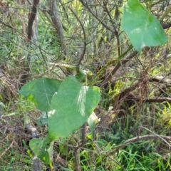 Araujia sericifera (Moth Plant) at O'Malley, ACT - 29 May 2022 by Mike