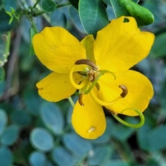 Senna pendula var. glabrata (Easter Cassia) at Nambucca Heads, NSW - 29 May 2022 by trevorpreston