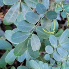 Senna pendula var. glabrata at Nambucca Heads, NSW - 29 May 2022 01:40 PM