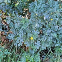 Senna pendula var. glabrata at Nambucca Heads, NSW - 29 May 2022 01:40 PM