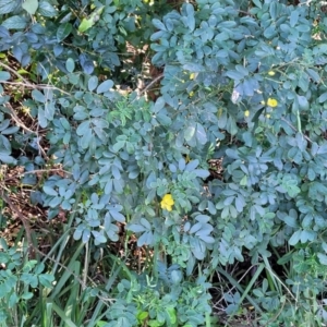 Senna pendula var. glabrata at Nambucca Heads, NSW - 29 May 2022