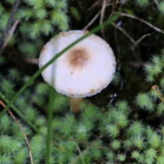 Unidentified Cap on a stem; gills below cap [mushrooms or mushroom-like] at Albury, NSW - 29 May 2022 by KylieWaldon