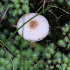 Unverified Cap on a stem; gills below cap [mushrooms or mushroom-like] at Albury, NSW - 29 May 2022 by KylieWaldon
