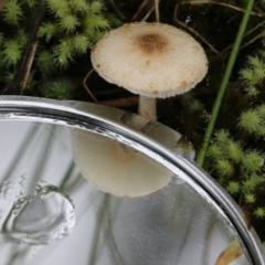 Lepiota s.l. at Albury, NSW - 29 May 2022 10:20 AM