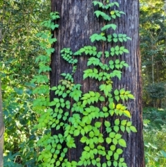 Unidentified Climber or Mistletoe at Nambucca Heads, NSW - 29 May 2022 by trevorpreston