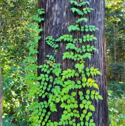 Unverified Climber or Mistletoe at Nambucca Heads, NSW - 29 May 2022 by trevorpreston
