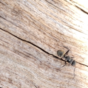 Polyrhachis sp. (genus) at Nambucca Heads, NSW - 29 May 2022