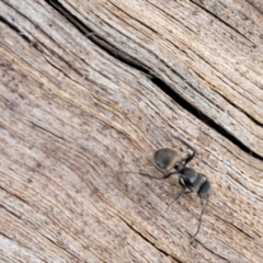 Polyrhachis sp. (genus) at Nambucca Heads, NSW - 29 May 2022 01:19 PM