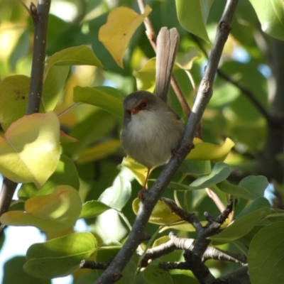 Malurus cyaneus (Superb Fairywren) at McKellar, ACT - 24 May 2022 by Amata