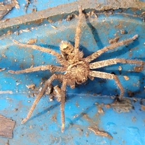 Heteropoda sp. (genus) at Nambucca Heads, NSW - 29 May 2022 01:18 PM