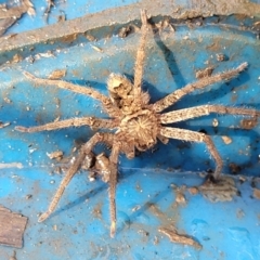 Unidentified Other hunting spider (TBC) at Nambucca Heads, NSW - 29 May 2022 by trevorpreston