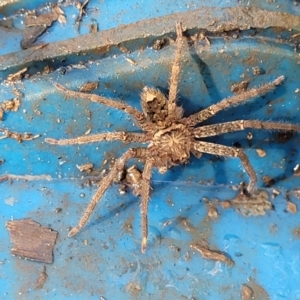 Heteropoda sp. (genus) at Nambucca Heads, NSW - 29 May 2022 01:18 PM