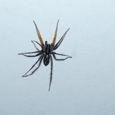 Nyssus coloripes (Spotted Ground Swift Spider) at McKellar, ACT - 22 May 2022 by Birdy