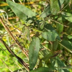 Glycine tabacina (Variable Glycine) at O'Malley, ACT - 29 May 2022 by Mike