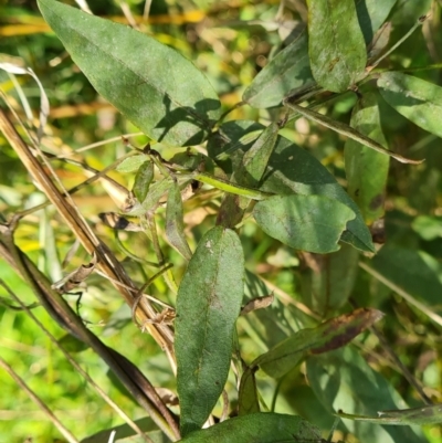 Glycine tabacina (Variable Glycine) at O'Malley, ACT - 29 May 2022 by Mike