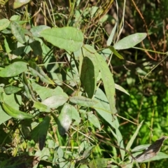 Glycine tabacina at O'Malley, ACT - 29 May 2022 02:47 PM