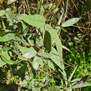 Glycine tabacina at O'Malley, ACT - 29 May 2022