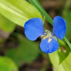 Commelina cyanea (Scurvy Weed) at Nambucca Heads, NSW - 28 May 2022 by trevorpreston