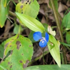 Commelina cyanea at Nambucca Heads, NSW - 28 May 2022 02:49 PM