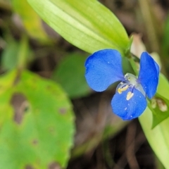 Commelina cyanea at Nambucca Heads, NSW - 28 May 2022