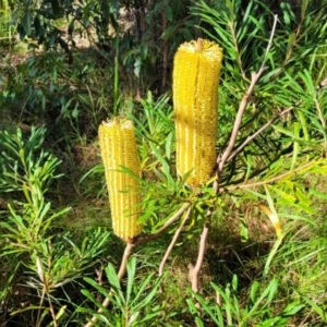 Banksia spinulosa at Nambucca Heads, NSW - 29 May 2022 01:16 PM